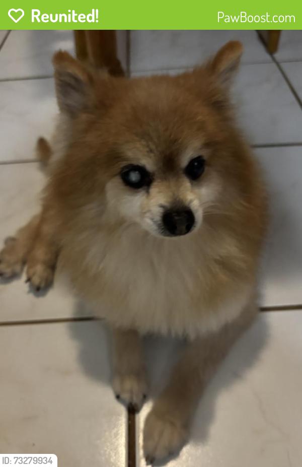 Reunited Male Dog last seen Neuhoff and Forsythe, Dallas, TX 75217