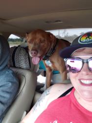 Lost Male Dog last seen Kingston Pl and Virgin, Tulsa, OK 74115