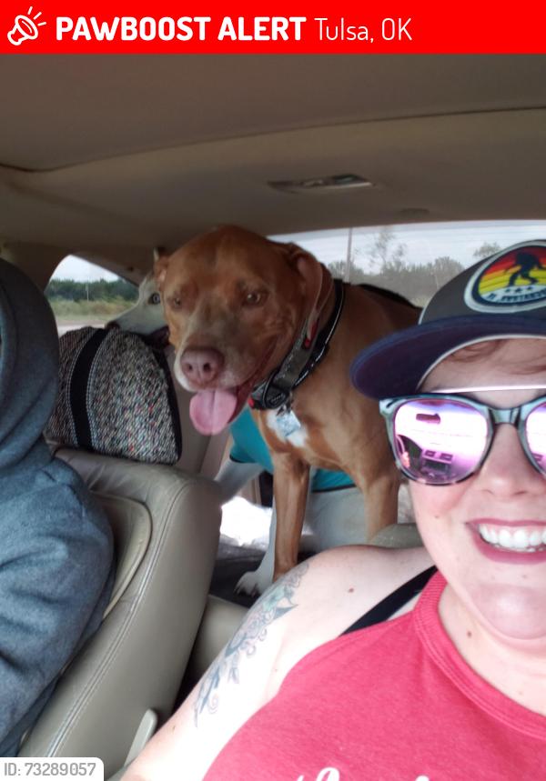 Lost Male Dog last seen Kingston Pl and Virgin, Tulsa, OK 74115
