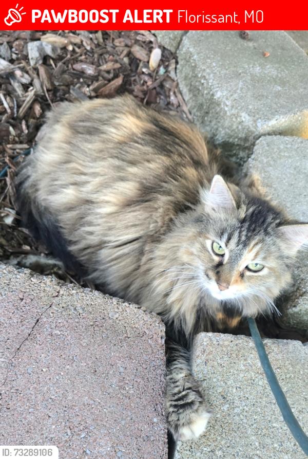 Lost Female Cat last seen East Humes/Buttercup and Glenoro/Buttercup 63033, Florissant, MO 63033