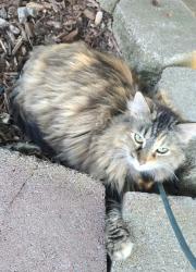 Lost Female Cat last seen East Humes/Buttercup and Glenoro/Buttercup 63033, Florissant, MO 63033