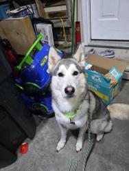 Reunited Male Dog last seen In the apmt complex by montalto and jefferson, Cheyenne, WY 82007