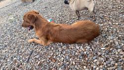 Found/Stray Male Dog last seen Near ave y Thomas, Phoenix, AZ 85031