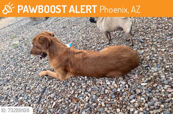 Found/Stray Male Dog last seen Near ave y Thomas, Phoenix, AZ 85031