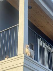 Lost Female Cat last seen college ave euclid ave, Garden Grove, CA 92840
