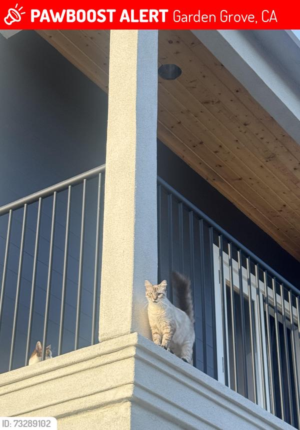 Lost Female Cat last seen college ave euclid ave, Garden Grove, CA 92840