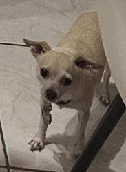 Lost Male Dog last seen Pebble Brook ln, Boynton Beach, FL 33472