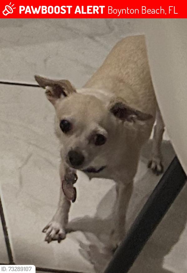 Lost Male Dog last seen Pebble Brook ln, Boynton Beach, FL 33472