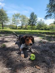 Found/Stray Male Dog last seen Sweet sage Cafe, Redington Beach, FL 33708