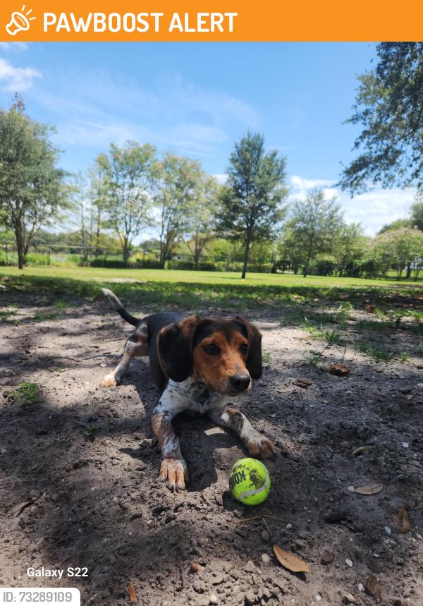 Found/Stray Male Dog last seen Sweet sage Cafe, Redington Beach, FL 33708