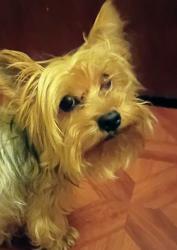 Reunited Female Dog last seen Near off of Haverhill Street Lawrence Massachusetts, Lawrence, MA 01841