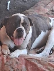 Found/Stray Male Dog last seen Illiff ave and buckley st, Aurora, CO 80013