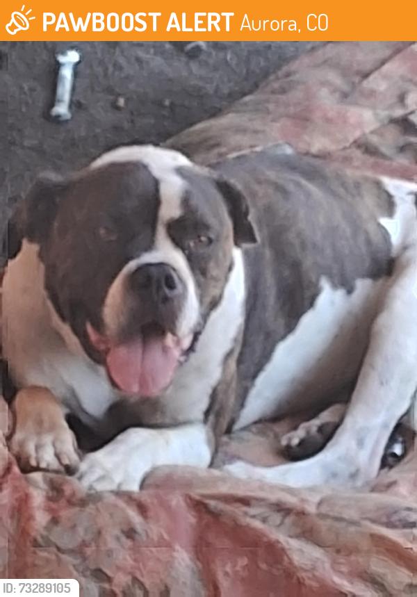 Found/Stray Male Dog last seen Illiff ave and buckley st, Aurora, CO 80013