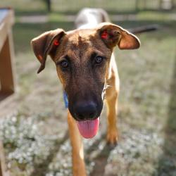 Shelter Stray Male Dog last seen SEMLINGER, 4710 TX-151, San Antonio, TX 78227, USA