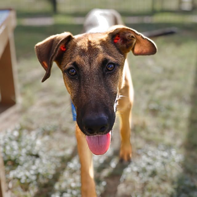 Shelter Stray Male Dog last seen SEMLINGER, 4710 TX-151, San Antonio, TX 78227, USA