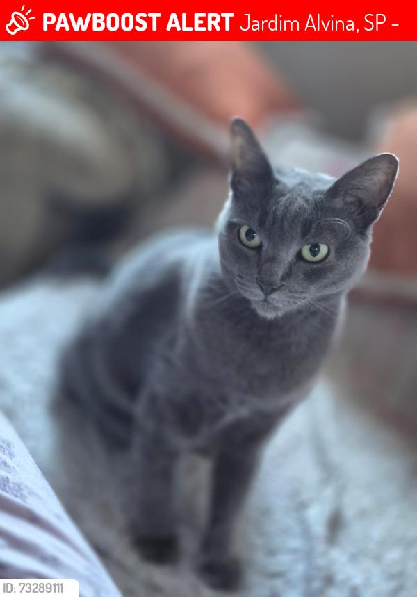 Lost Female Cat last seen Fé e Alegria, Estrada das Taipas, Jardim Alvina, SP 02991-280