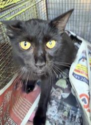 Shelter Stray Female Cat last seen Near BLOCK W HART AVE, 4710 TX-151, San Antonio, TX 78227, USA