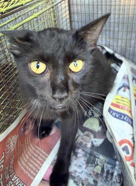 Shelter Stray Female Cat last seen Near BLOCK W HART AVE, 4710 TX-151, San Antonio, TX 78227, USA