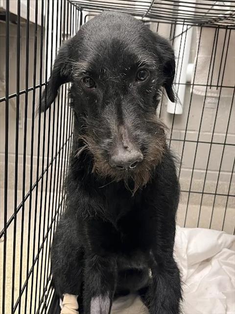 Shelter Stray Female Dog last seen Near BLOCK E SAHARA AVE, LAS VEGAS NV 89104, 655 N Mojave Rd, Las Vegas, NV 89101, USA