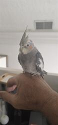 Shelter Stray Unknown Bird last seen Near BLOCK LINDEN AVE, LONG BEACH CA, 7700 E Spring St, Long Beach, CA 90815, USA