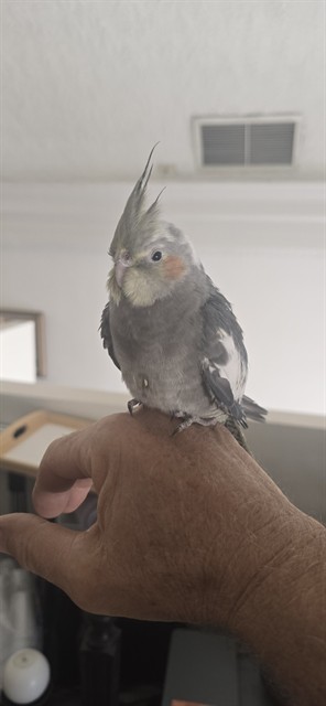 Shelter Stray Unknown Bird last seen Near BLOCK LINDEN AVE, LONG BEACH CA, 7700 E Spring St, Long Beach, CA 90815, USA