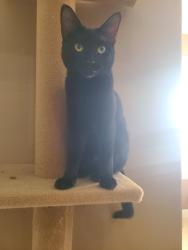 Found/Stray Female Cat last seen Debary, DeBary, FL 32713