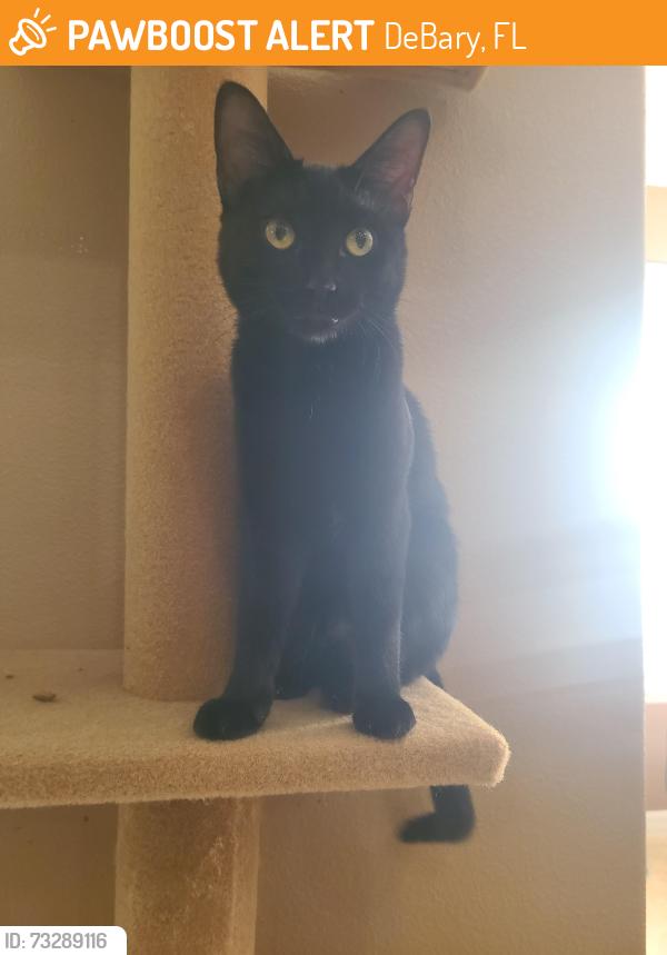 Found/Stray Female Cat last seen Debary, DeBary, FL 32713