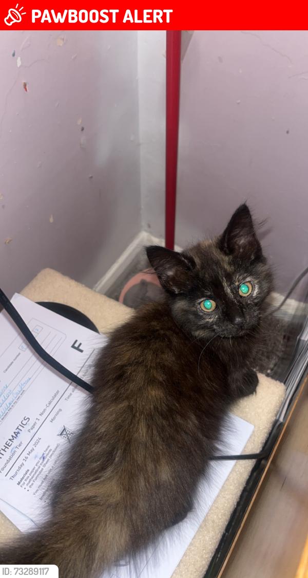Lost Female Cat last seen Dt9 4dx, Dorset, England DT9 4DX