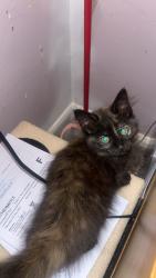 Lost Female Cat last seen Dt9 4dx, Dorset, England DT9 4DX