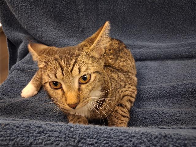 Shelter Stray Female Cat last seen , 1850 W 60th St, Los Angeles, CA 90047, USA