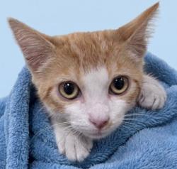 Shelter Stray Male Cat last seen , 1850 W 60th St, Los Angeles, CA 90047, USA