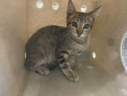 Shelter Stray Male Cat last seen , 1850 W 60th St, Los Angeles, CA 90047, USA