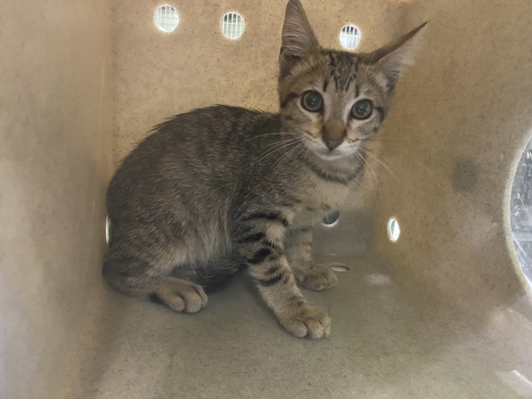 Shelter Stray Male Cat last seen , 1850 W 60th St, Los Angeles, CA 90047, USA