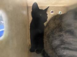 Shelter Stray Male Cat last seen , 1850 W 60th St, Los Angeles, CA 90047, USA