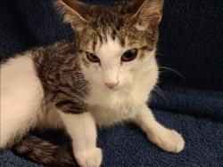 Shelter Stray Male Cat last seen , 1850 W 60th St, Los Angeles, CA 90047, USA