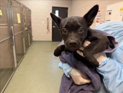 Shelter Stray Male Dog last seen LOS PINOS CR 54B SANTA FE NM 8750 87507, 100 Caja Del Rio Rd, Santa Fe, NM 87507, USA