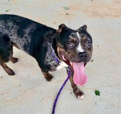 Shelter Stray Male Dog last seen CHARLOTTE, 8315 Byrum Dr, Charlotte, NC 28217, USA
