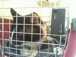 Shelter Stray Male Cat last seen CHARLOTTE, 8315 Byrum Dr, Charlotte, NC 28217, USA