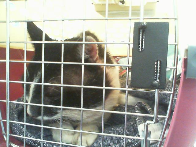 Shelter Stray Male Cat last seen CHARLOTTE, 8315 Byrum Dr, Charlotte, NC 28217, USA