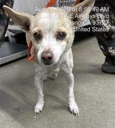 Shelter Stray Male Dog last seen Near BLOCK N PALM AVE, FRESNO CA 93728 1627, 5277 E Airways Blvd, Fresno, CA 93727, USA