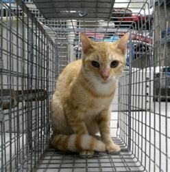 Shelter Stray Unknown Cat last seen , 232 Eslinger Way, Sanford, FL 32773, USA