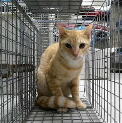 Shelter Stray Unknown Cat last seen , 232 Eslinger Way, Sanford, FL 32773, USA