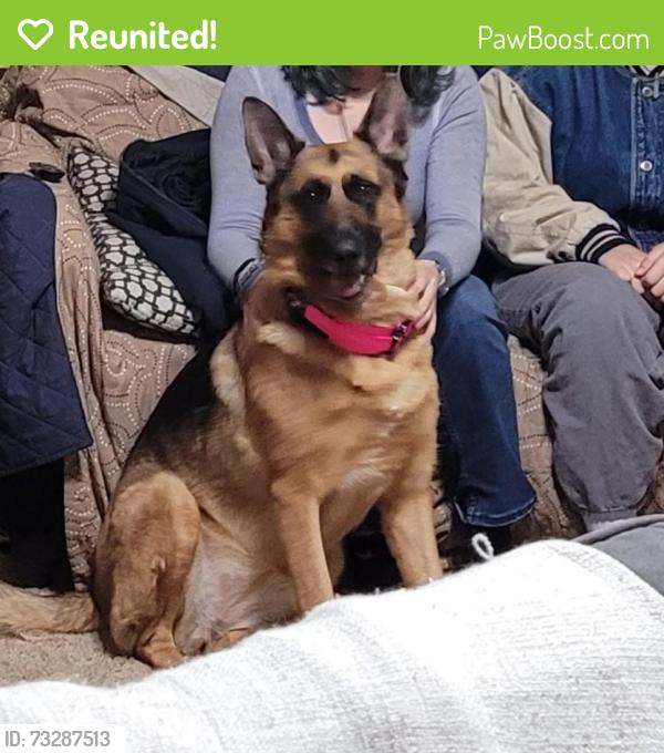 Reunited Female Dog last seen pacific, Lacey, WA 98503