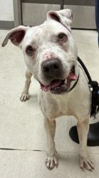 Shelter Stray Female Dog last seen , 11361 W Pico Blvd, Los Angeles, CA 90064, USA