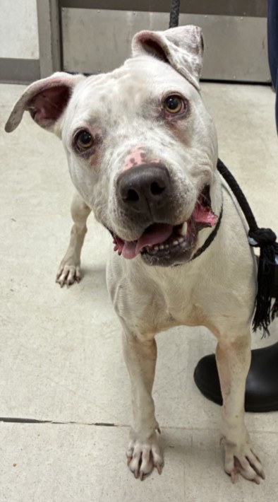 Shelter Stray Female Dog last seen , 11361 W Pico Blvd, Los Angeles, CA 90064, USA