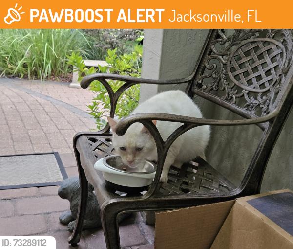 Found/Stray Male Cat last seen Highland Glen subdivision, Jacksonville, FL 32224