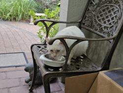 Found/Stray Male Cat last seen Highland Glen subdivision, Jacksonville, FL 32224