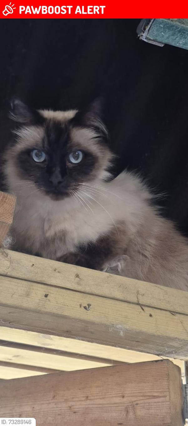 Lost Male Cat last seen Three greyhounds, Lach Dennis, England 