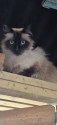 Lost Male Cat last seen Three greyhounds, Lach Dennis, England 