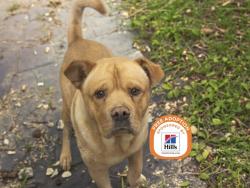 Shelter Stray Male Dog last seen SHAW BUTTE 15TH AV TRAIL, 5501 E Van Buren St, Phoenix, AZ 85008, USA